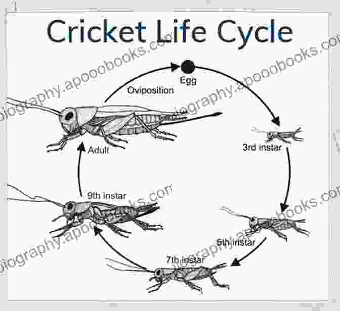 A Diagram Illustrating The Life Cycle Of A Cricket Cricket Breeding Made Easy: Your Guide To Raising Healthy Feeder Crickets