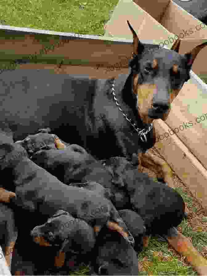 A Doberman Breeder Caring For Puppies Dobermanns: A Practical Guide For Owners And Breeders