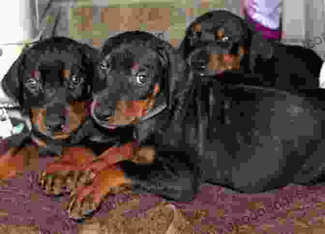 A Doberman Puppy Being Held Dobermanns: A Practical Guide For Owners And Breeders