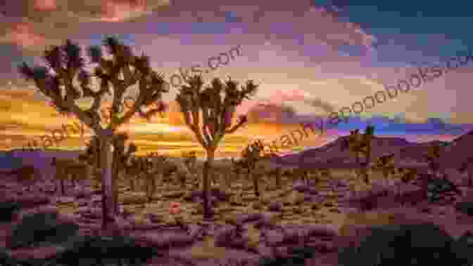 A Dramatic Sunset Over The Golden Hills Of Joshua Tree National Park, With Towering Joshua Trees Silhouetted Against The Vibrant Sky. California Travel Guide With 100 Landscape Photos