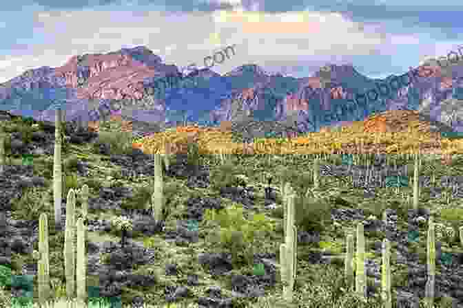 A Family Enjoying A Picnic In The Sonoran Desert, Surrounded By Desert Plants And Wildlife. SONORANT DESERT TORTOISE: The Best Guide On How To Raise And Take Good Care Of Your Sonorant Desert Tortoise