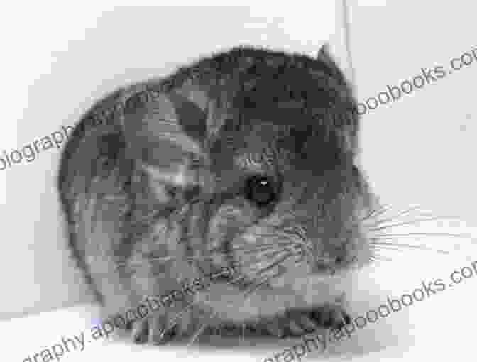 A Fluffy Gray Chinchilla Perched On A Rock HOW TO DRAW RODENTS RABBITS AND FERRETS STEP BY STEP FOR STUDENT: This Chapter Explores The World Of Small And Furry Pets