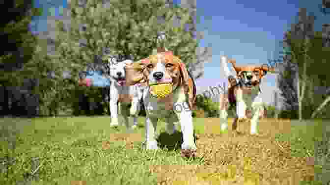 A Group Of Dogs Playing In The Park Dominance In Dogs Fact Or Fiction?