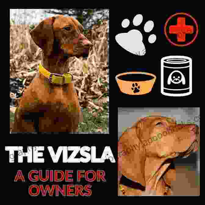 A Group Of Vizsla Owners Gathered In A Park, Their Faces Beaming With Love And A Shared Understanding Of The Unique Joys And Challenges Of Life With These Canine Companions. Raised By Vizslas: A Collection Of Random Thoughts Opinions And Ramblings On How To Live With Vizslas