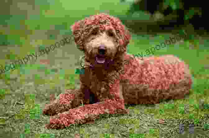 A Happy And Healthy Labradoodle Labradoodle Dog : Labradoodle Dog Care Behavior Diet Interaction Costs And Health Care