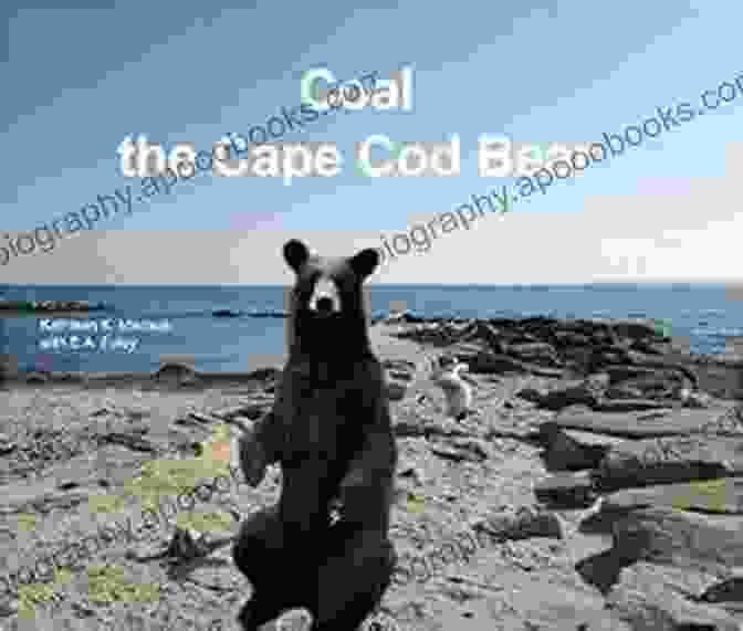 A Heartwarming Image Of Coal The Bear In The Fields Of Cape Cod. Coal The Cape Cod Bear