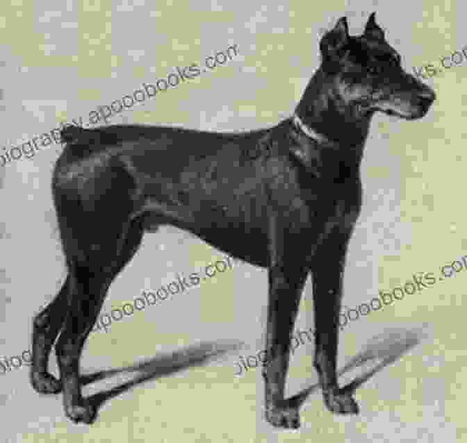 A Historical Image Of Dobermanns Dobermanns: A Practical Guide For Owners And Breeders