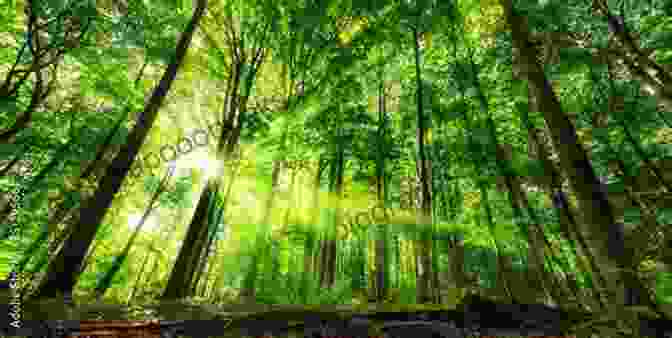 A Lush Green Forest Canopy With Dappled Sunlight Streaming Through The Leaves The Word For World Is Forest