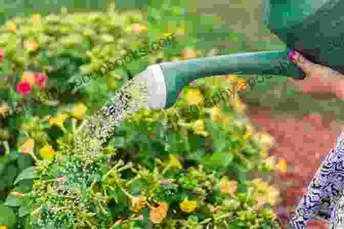 A Person Carefully Watering Desert Plants In A Backyard, Using A Hose. SONORANT DESERT TORTOISE: The Best Guide On How To Raise And Take Good Care Of Your Sonorant Desert Tortoise