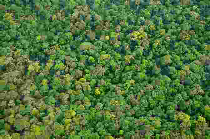 A Stunning Aerial View Of A Pristine Rainforest, Highlighting Its Beauty And Vulnerability. To The Ends Of The Earth: Northern Soul And Southern Nights In Western Australia