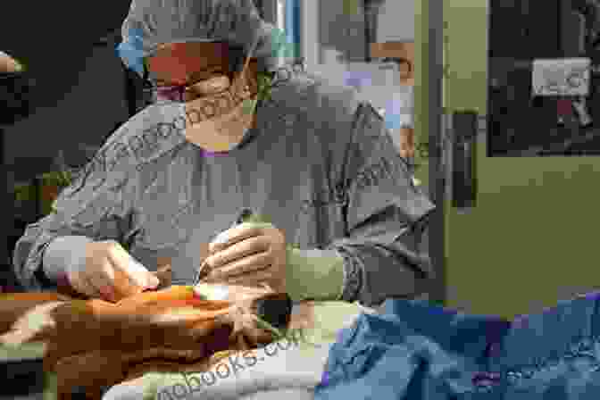 A Veterinarian Performing A Neutering Procedure On A Feral Cat. A Truth About Helping Feral Cats And How To Cope