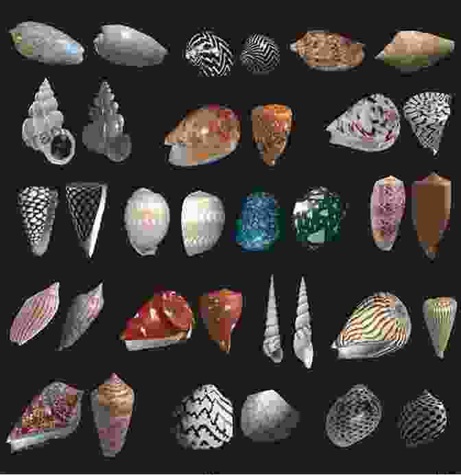 A Vibrant Collection Of Seashells In Various Shapes And Colors, Capturing The Enchantment Of The Sea. Collecting Seashells: A Childs Magical Adventure