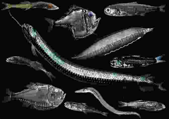 A View Into The Mysterious Mesopelagic Zone Of The Ocean, Highlighting The Unique Adaptations Of Deep Sea Creatures And Their Elusive Behaviors. Incredible Oceans (Marine Life 1)