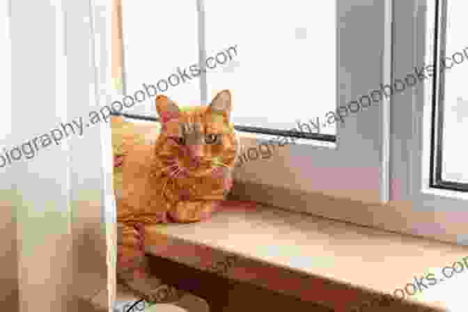 A Young Adult Cat Relaxing On A Window Sill Scottish Folds: From Kitten To Senior Age (The Ultimate Feline Care Guides)