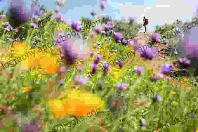 A Young Woman Standing In A Field Of Flowers, With A Backdrop Of Distant Mountains. Between Fault Lines And Front Lines: Shifting Power In An Unequal World