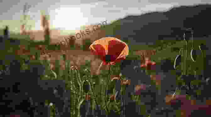 A Young Woman Stands Alone In A Field Of Poppies, Symbolizing The Aftermath Of War And The Search For Peace. Peace Breaks Out (Virago Modern Classics 374)