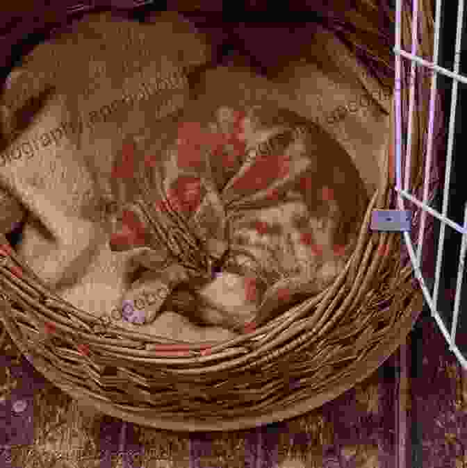 An Adorable Ginger Cat Curled Up In A Basket Cat Lovers: A Story Just For You