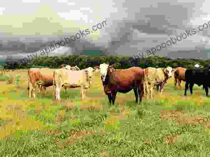 Cattle Grazing In A Lush Pasture Australian Cattle Dog : Australian Cattle Care Behavior Diet Interacting Costs And Health Care