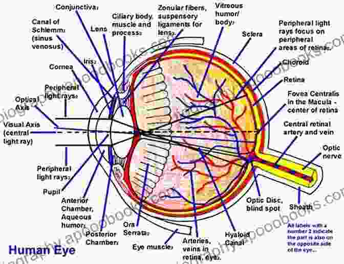 Detailed Diagram Showcasing The Anatomy Of The Human Eye Ocular Physiology: A On Human Eye And Its Function