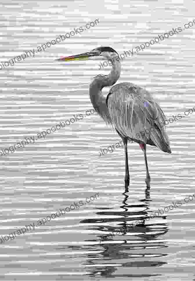 Majestic Great Blue Heron Standing In The Water, With Sunlight Reflecting On Its Feathers Birds Of A Feather: Tales Of A Wild Bird Haven