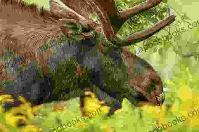 Moose Grazing In A Meadow In Loon Lake Mountain Loon Lake Mountain Hiking Guide