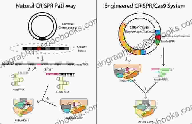 Revolutionizing Gene Editing: The CRISPR Cas9 System The Code Breaker: Jennifer Doudna Gene Editing And The Future Of The Human Race