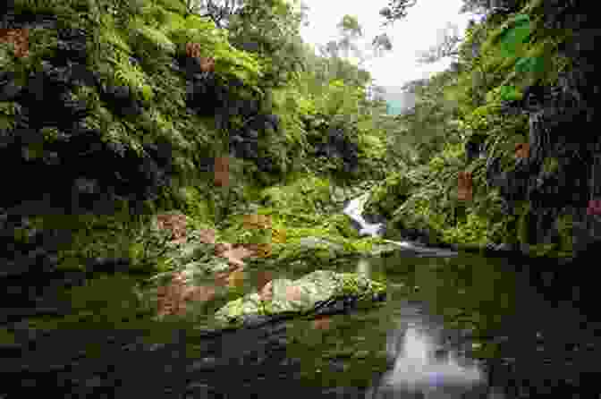 Sophy Henn Exploring A Lush Rainforest Pizazz Sophy Henn