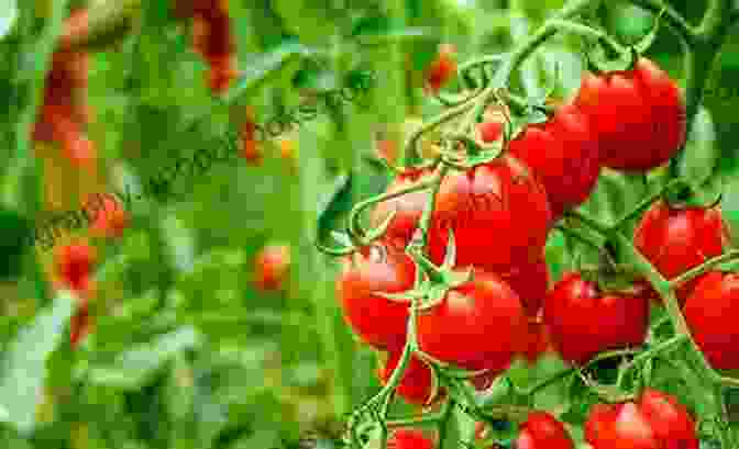 Summer Garden With Ripe Tomatoes And Peppers Greenhouse Gardening For Beginners: A Complete Guide For Inspiring Gardening Ideas And To Grow Crops All Year Around