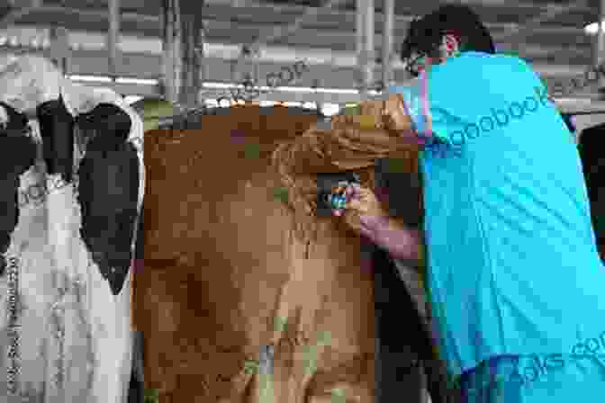 Veterinarian Examining A Cow Australian Cattle Dog : Australian Cattle Care Behavior Diet Interacting Costs And Health Care