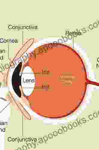 Ocular Physiology: A On Human Eye And Its Function